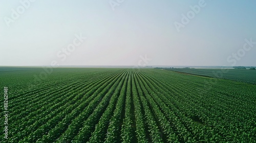 Soybean Stretch