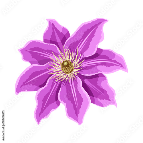 Clematis flower vector illustration, isolated on white background.