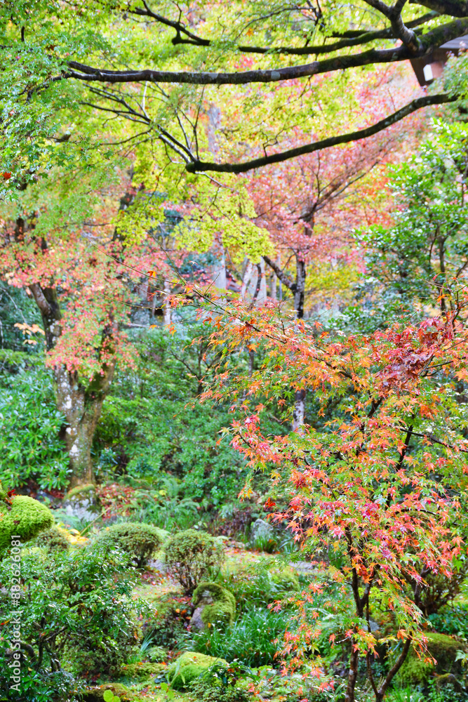 京都 大原 三千院 聚碧園(しゅうへきえん)秋の美しい紅葉(日本京都府京都市)
Beautiful autumn foliage at Shuhekien(Shuheki-en Garden),Sanzenin Temple(Sanzen-in Temple
), Ohara, Kyoto (Kyoto City, Kyoto Prefecture, Japan)
京都 大原 三千院 聚碧園(しゅうへきえん)秋の美しい紅葉(日本京都府京都市)
Beautiful autumn foliage at Shuhekien(Shuheki-en Garden),Sanzenin Temple(Sanzen-in Temple
), Ohara, Kyoto (Kyoto City, Kyoto Prefecture, Japan)
