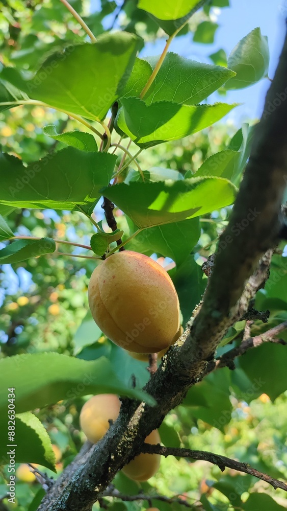Orange sweet beautiful apricots grow on a tree under green leaves Orange sweet beautiful apricots grow on a tree under green leaves