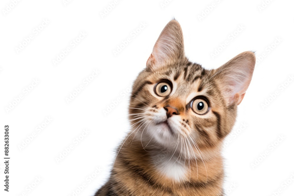Cat looking confused animal mammal kitten. Cat looking confused animal mammal kitten.