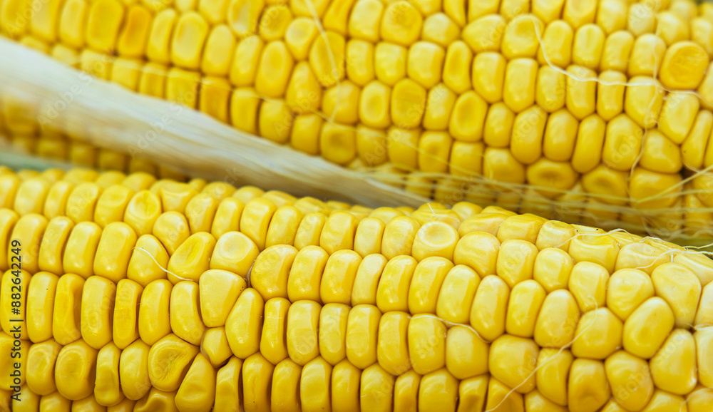 Two ears of corn with kernels in focus, showing their bright yellow color and individual shape. Two ears of corn with kernels in focus, showing their bright yellow color and individual shape.
