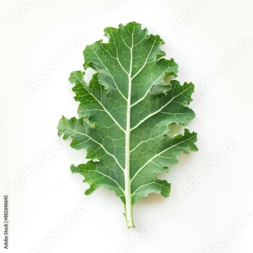 Fresh kale leaf isolated on white background, showcasing vibrant color and texture, perfect for healthy eating and organic food concepts.