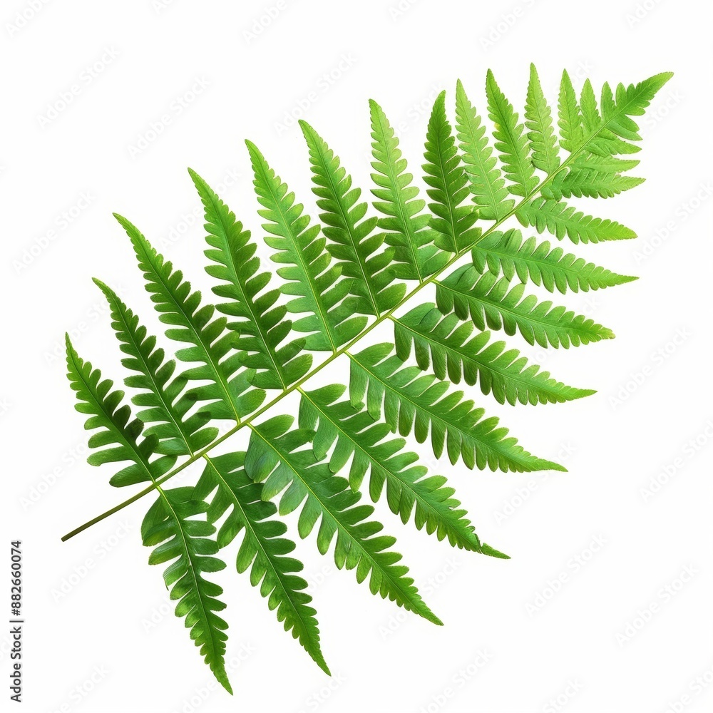 A single green fern frond isolated on a white background. The frond is delicate and graceful, with a natural and organic feel.