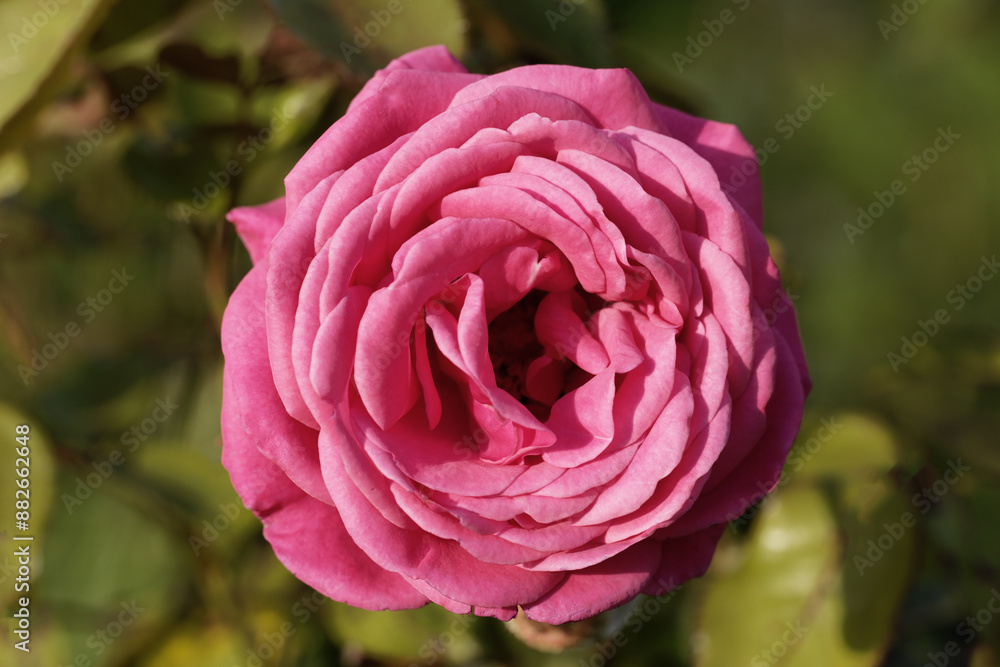 Beautiful fresh rose flower in the garden. Rose flowers on the background blurry roses flower in the garden of roses Beautiful fresh rose flower in the garden. Rose flowers on the background blurry roses flower in the garden of roses