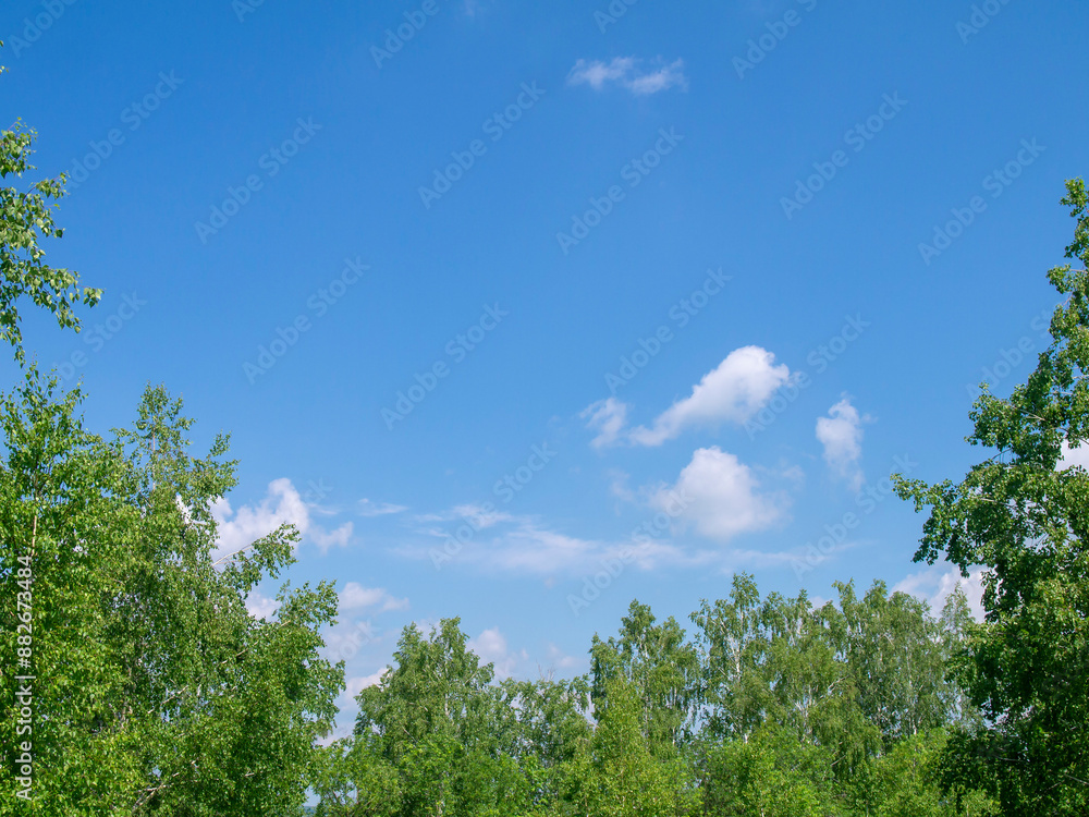 Blue sky and white clouds above the tops of green trees. Look up. Perspective. Blue sky and white clouds above the tops of green trees. Look up. Perspective.