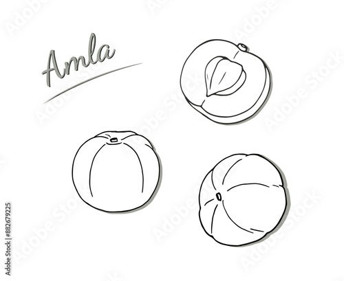 Amla fruits and leaves set. Hand-drawn illustration isolated on white background. Phyllanthus emblica vector illustration. Indian gooseberry