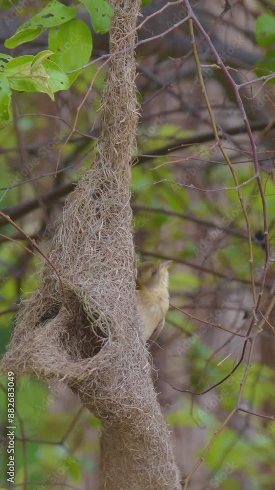 Baya Weaver - Discover the beauty of the Baya Weaver, a master of intricate nest weaving across the Indian Subcontinent and Southeast Asia. Baya Weaver - Discover the beauty of the Baya Weaver, a master of intricate nest weaving across the Indian Subcontinent and Southeast Asia.