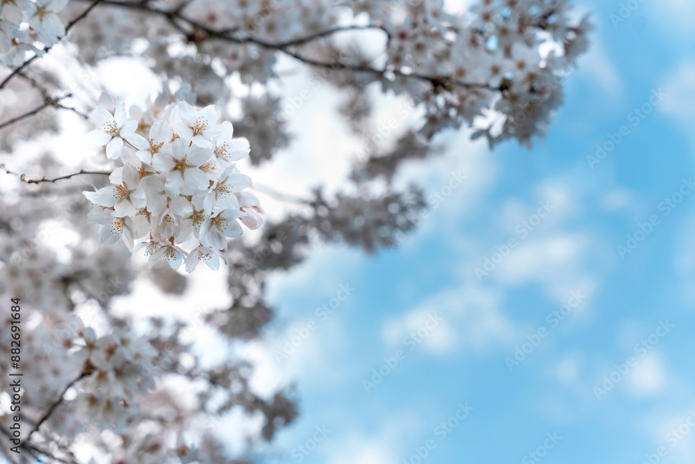 Close Up of White Cherry Blossoms Blooming on Branch Against Blue Sky Close Up of White Cherry Blossoms Blooming on Branch Against Blue Sky