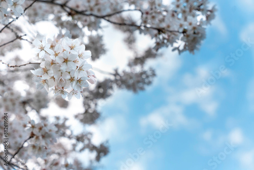 Close Up of White Cherry Blossoms Blooming on Branch Against Blue Sky