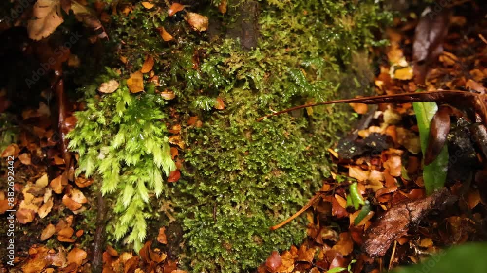 Rainforest Floor in Maits Rest Rainforest Floor in Maits Rest