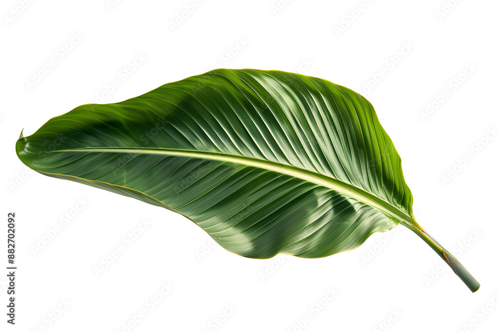 Fototapeta premium Bird of Paradise Leaf, isolated on white background,