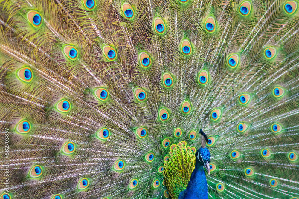 Obraz premium Beautiful peacock with feathers out