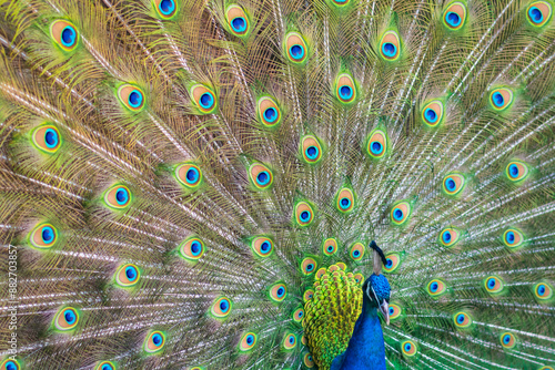 Beautiful peacock with feathers out