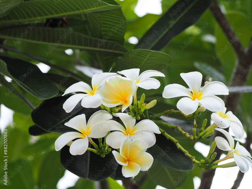 White flowers frangipane blooming on the tree in the garden natural. Plumeria flowers 5 white petals, yellow stamens, has a light fragrance.Natural tropical exotic background. Harvested in a temple
White flowers frangipane blooming on the tree in the garden natural. Plumeria flowers 5 white petals, yellow stamens, has a light fragrance.Natural tropical exotic background. Harvested in a temple