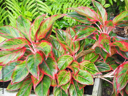 Siam-Aurora leaves are long, oval shaped, and the edges are framed in a pink-red color. Aglaonema or Chinese Evergreen is a small shrub. The middle of the leaf has different green-yellow patterns. 
 photo