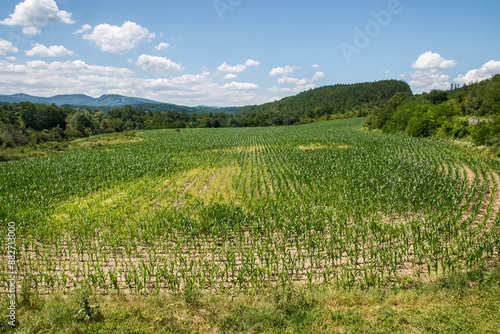 Landscape with field of newly sprouted maize on sunny summer day