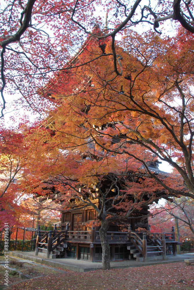Red maple leaves and old temple in kyoto.japan / 紅葉と五重塔 @古都京都 Red maple leaves and old temple in kyoto.japan / 紅葉と五重塔 @古都京都