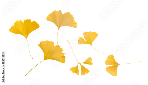 銀杏、いちょう、秋、黄色、PNG 、透過原稿、風