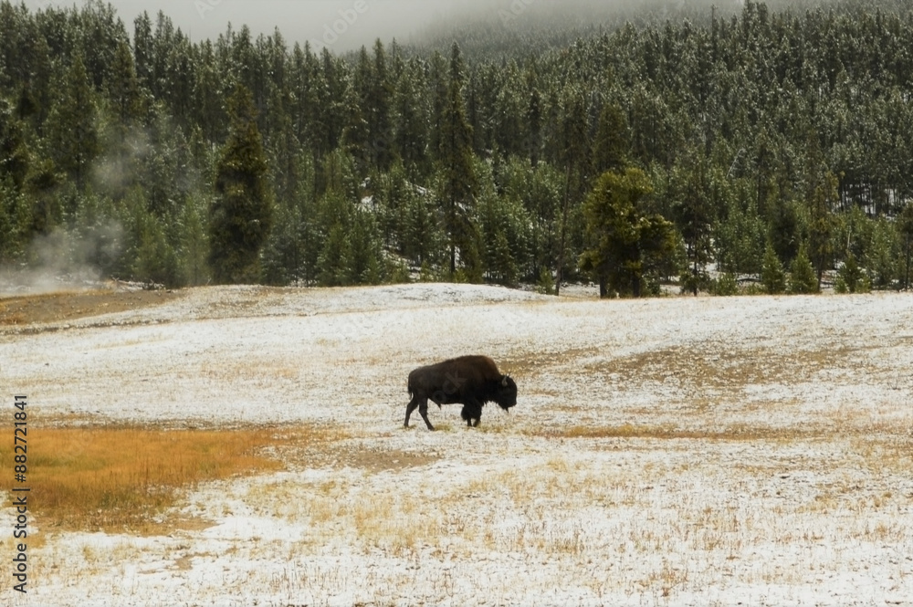 Solitary Bison in Winter Landscape at Yellowstone Solitary Bison in Winter Landscape at Yellowstone