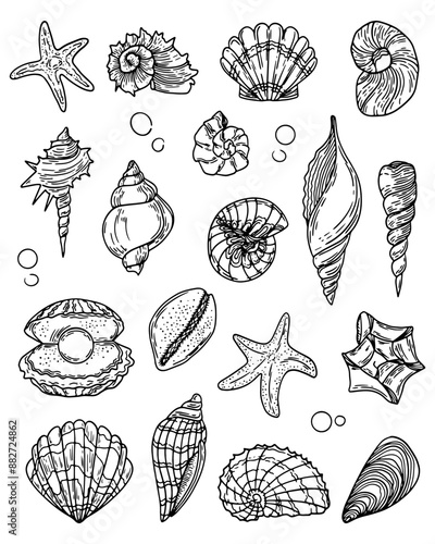 Vector set of seashells. Sketch of various molluscs of sea shells of different shapes.