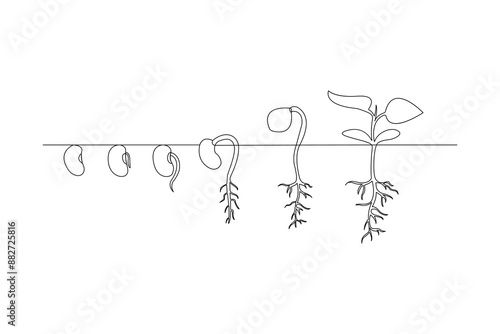 Continuous one line drawing Plant growth process Vector illustration