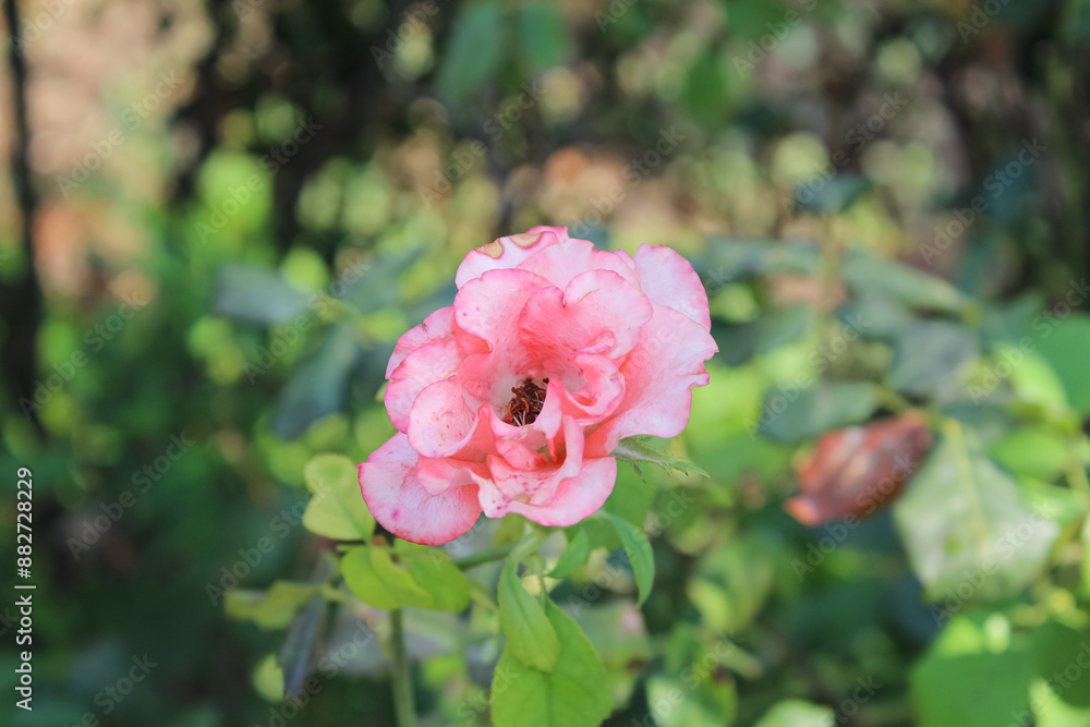Beautiful blooming garden Roses in a garden Beautiful blooming garden Roses in a garden