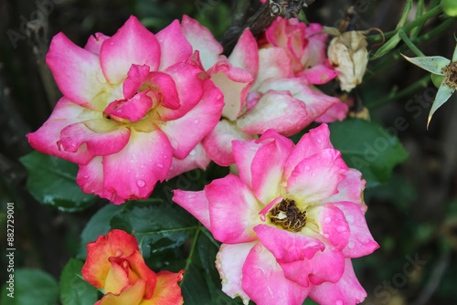 Beautiful blooming garden Roses in a garden