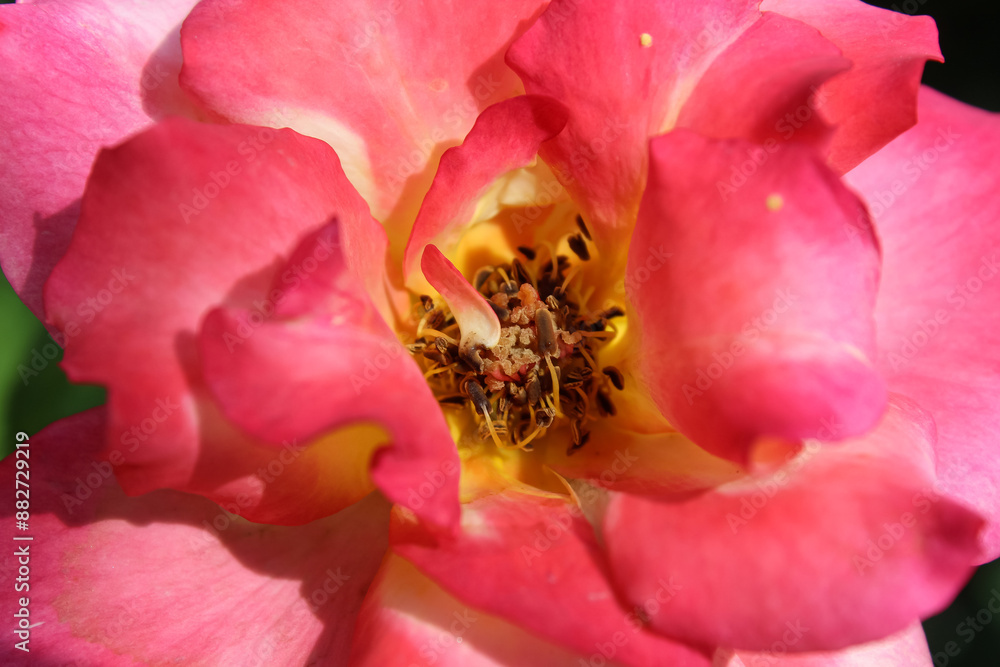 Beautiful blooming garden Roses in a garden Beautiful blooming garden Roses in a garden