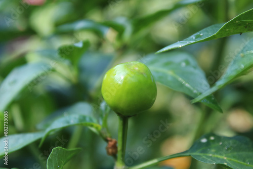 Green Round Chilli or Pepper 