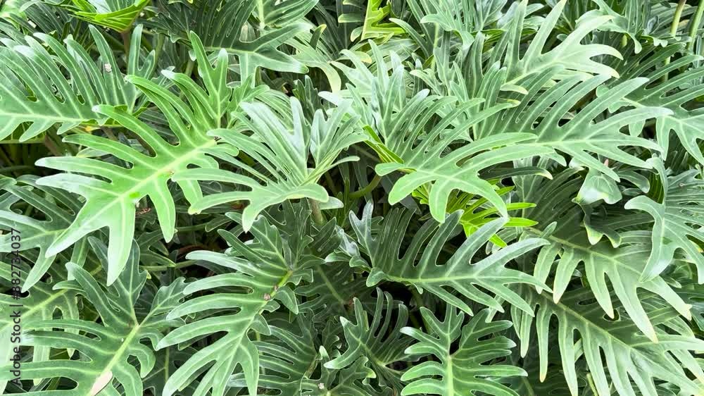 Philodendron xanadu in the garden Philodendron xanadu in the garden