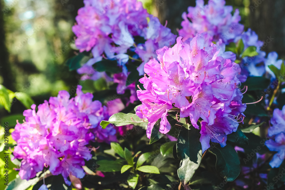 Obraz premium Plant bush purple rhododendron close up