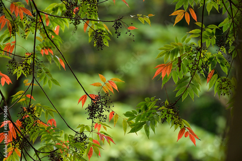 緑とオレンジの調和が美しい公園の葉