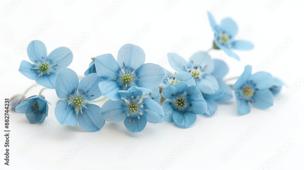 Obraz premium Cyan Forget me not Flowers Macro Shot on White Background Symbolizing True Love
