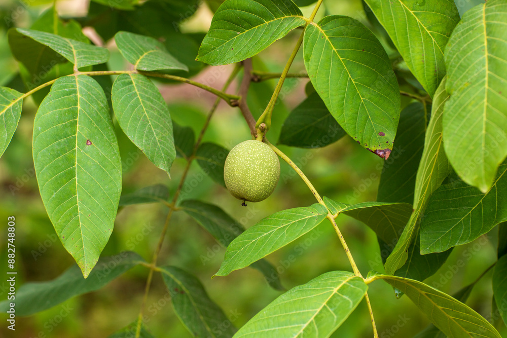 close-up walnut tree and growing walnuts close-up walnut tree and growing walnuts