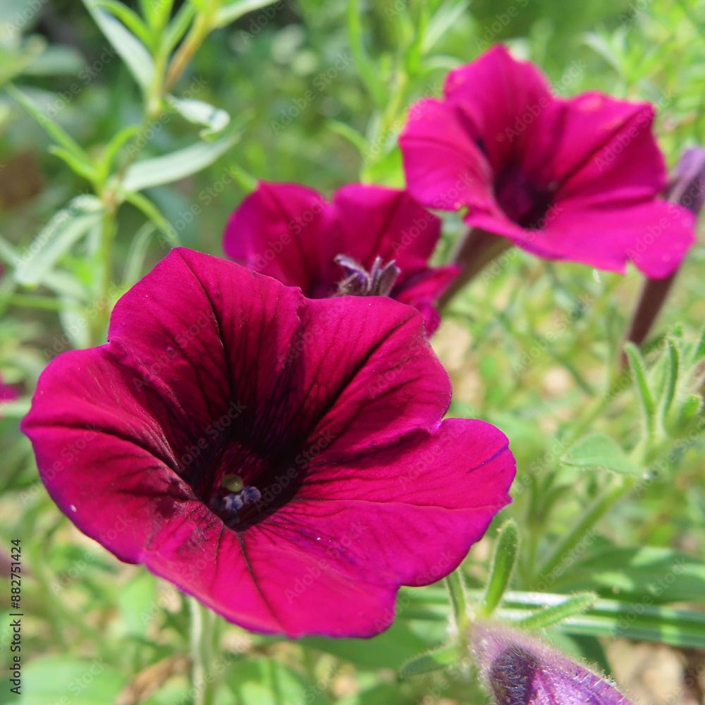 Fototapeta premium 日本で夏にペチュニアがカラフルな花を咲かせています