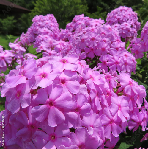 日本で夏にフロックスがピンク色の花を咲かせています
