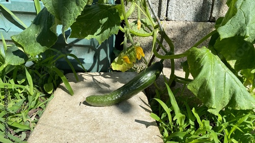 concombre , plante bio, culture au potager , jardinage  photo