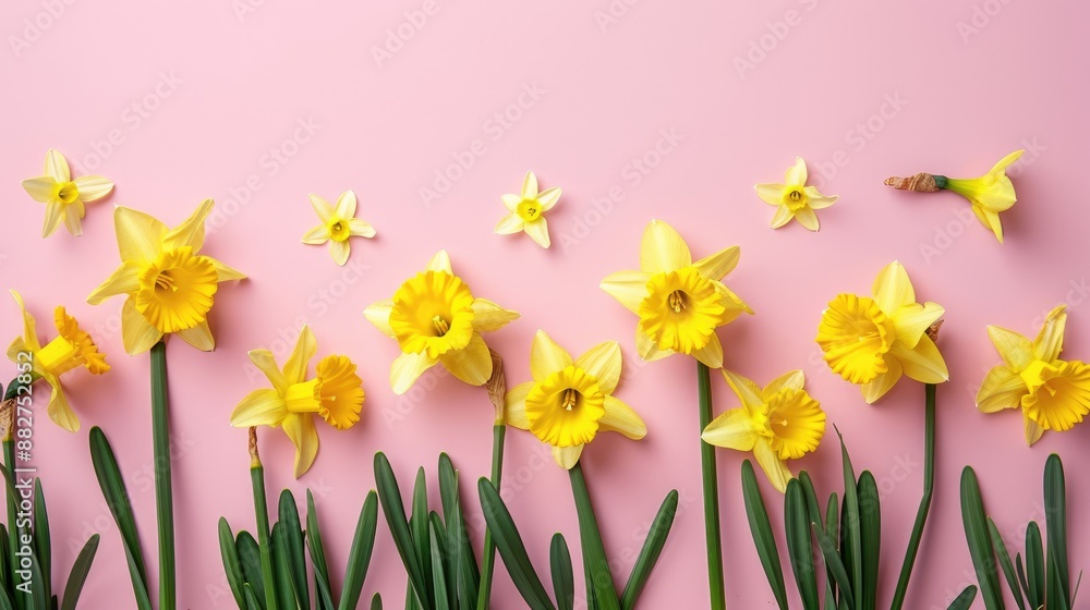 Easter daffodils on pink with space for text Easter daffodils on pink with space for text