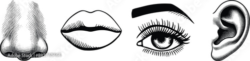 Set human sensory organs, vector illustration