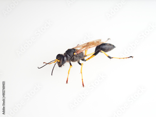 Black and yellow mud dauber. Thread-waisted Wasp. Sceliphron. photo