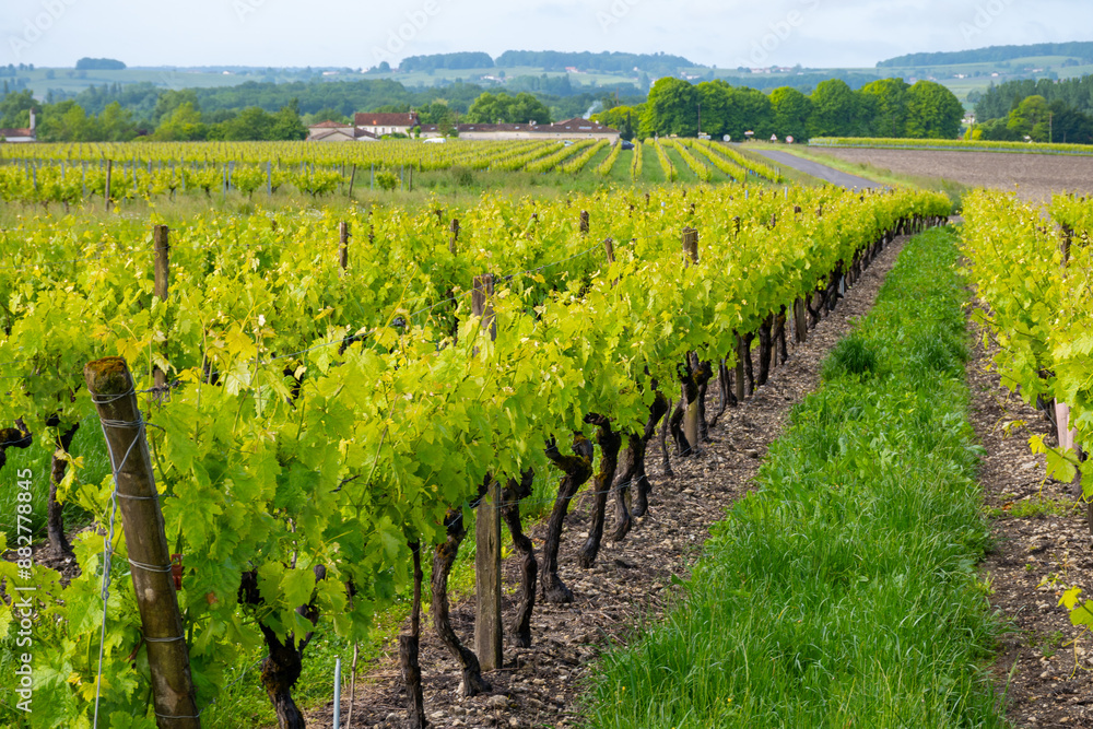 Naklejka premium Summer on vineyards of Cognac white wine region, Charente, white ugni blanc grape uses for Cognac strong spirits distillation, France, Grand Champagne region