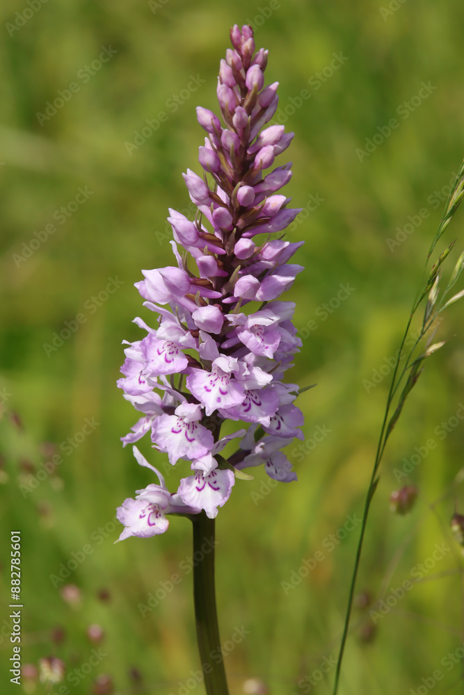 Orchis de Fuchs --- Dactylorhize de Fuchs (Dactylorhiza fuchsii)
Dactylorhiza fuchsii in flower
Orchis de Fuchs --- Dactylorhize de Fuchs (Dactylorhiza fuchsii)
Dactylorhiza fuchsii in flower