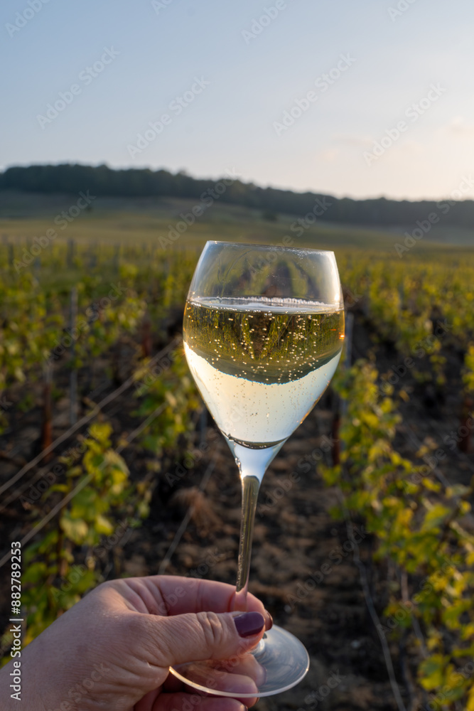 Obraz premium Tasting of grand cru sparkling brut white wine champagne on sunny vineyards of Cote des Blancs in village Cramant, Champagne, France, glass of wine in hand