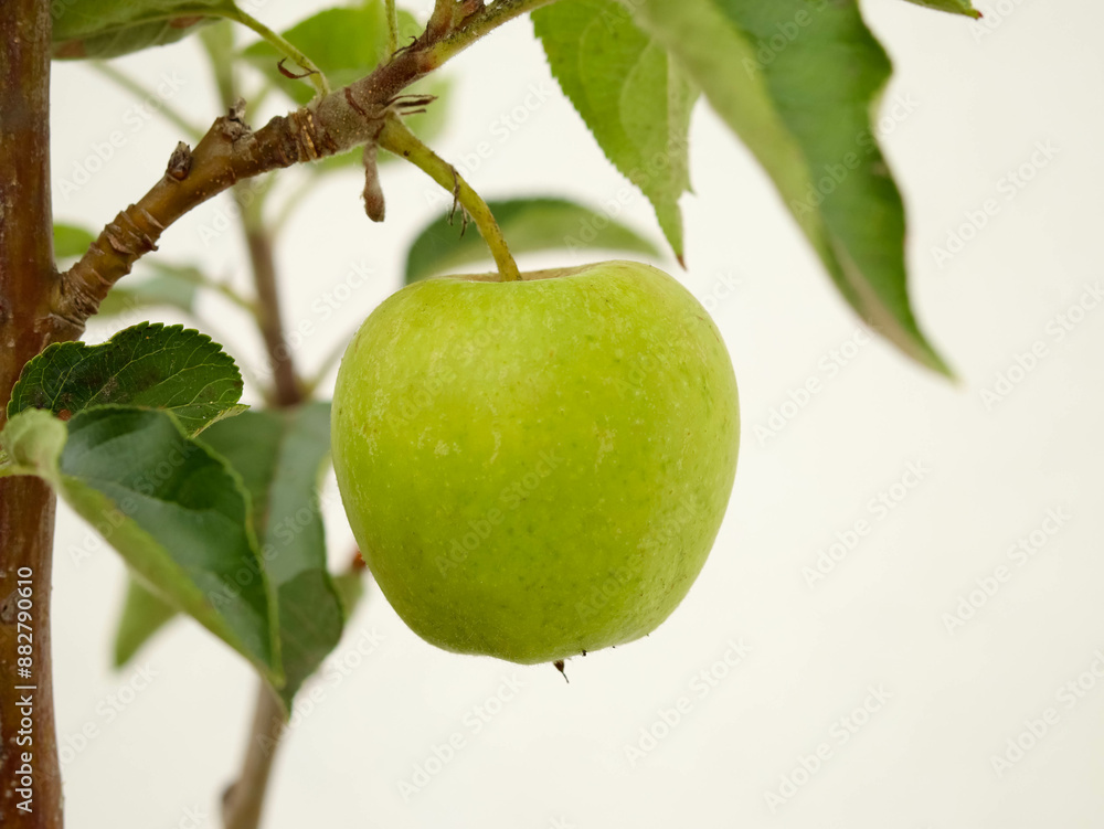Apple fruit on branch of  tree