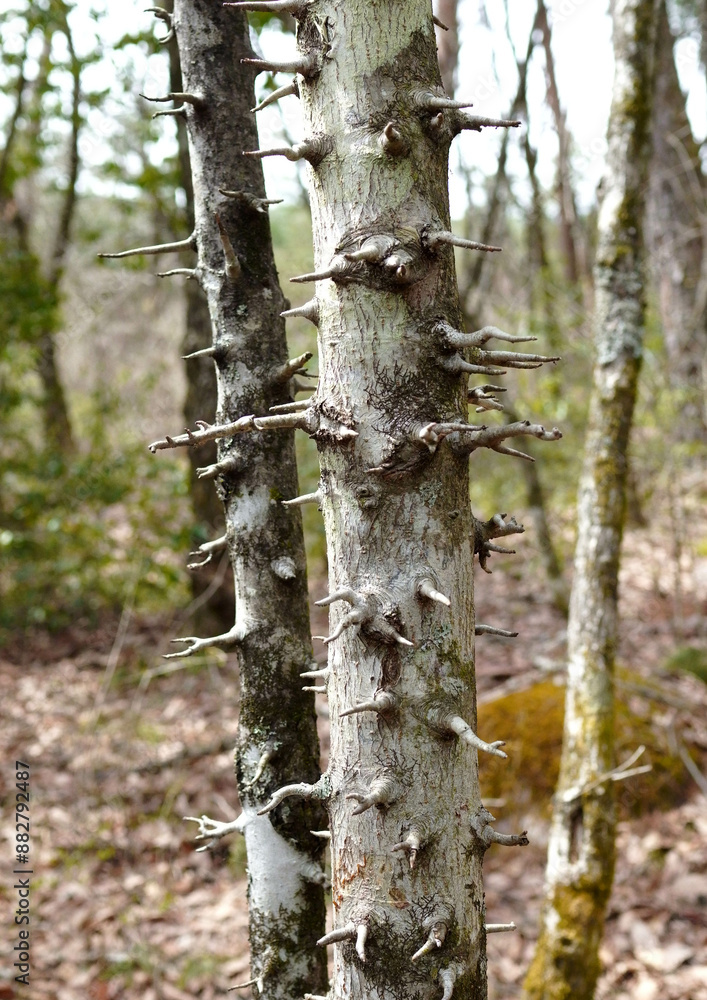 Fototapeta premium オオウラジロノキの若い幹