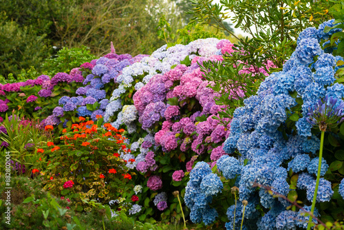 Beautiful hydrangea flowers in Brittany - France