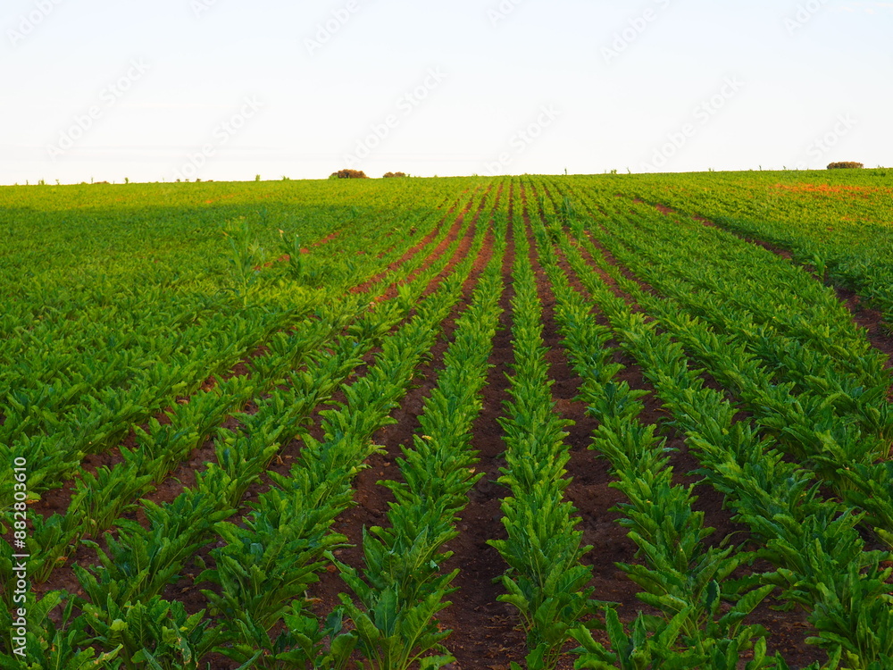 Perfectly aligned beet plantation growing in the field. Perfectly aligned beet plantation growing in the field.
