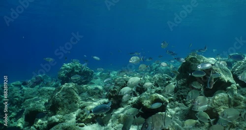 Wallpaper Mural fish scenery underwater underwater mediterranean sea sun shine relaxing ocean scenery sea breams Torontodigital.ca