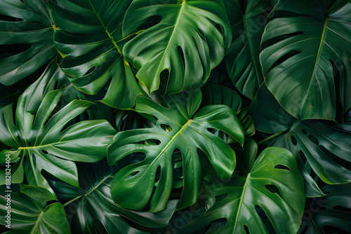 Close up of large green leaves against a tropical rainforest background in a top view with a dark tone.